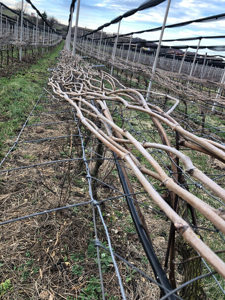 Unterlagen-Weinreben-Veraestelt